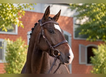 Holsteiner, Merrie, 4 Jaar, 171 cm, Bruin