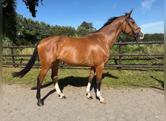 Holsteiner, Merrie, 4 Jaar, 172 cm, Bruin