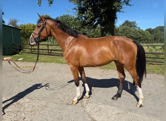 Holsteiner, Merrie, 4 Jaar, 172 cm, Bruin