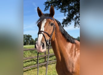 Holsteiner, Merrie, 4 Jaar, 172 cm, Bruin