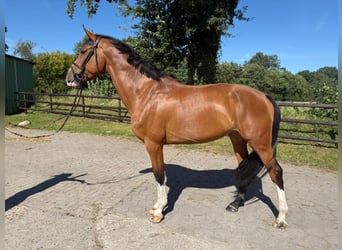 Holsteiner, Merrie, 4 Jaar, 172 cm, Bruin