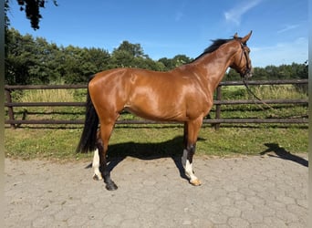 Holsteiner, Merrie, 4 Jaar, 172 cm, Bruin