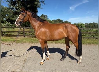 Holsteiner, Merrie, 4 Jaar, 172 cm, Bruin
