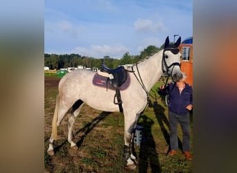 Holsteiner, Merrie, 4 Jaar, 172 cm, Schimmel