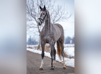 Holsteiner, Merrie, 4 Jaar, 172 cm, Schimmel
