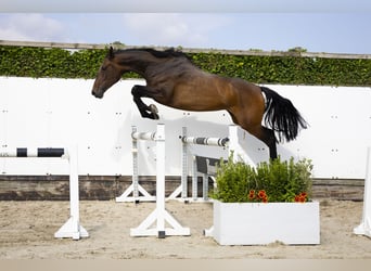 Holsteiner, Merrie, 4 Jaar, 174 cm, Bruin