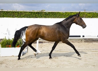 Holsteiner, Merrie, 4 Jaar, 174 cm, Bruin