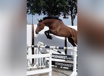 Holsteiner, Merrie, 4 Jaar, 174 cm, Roodbruin