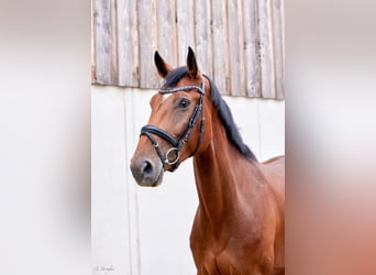 Holsteiner, Merrie, 4 Jaar, 177 cm, Bruin