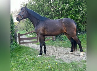 Holsteiner, Merrie, 4 Jaar, 186 cm, Zwartbruin