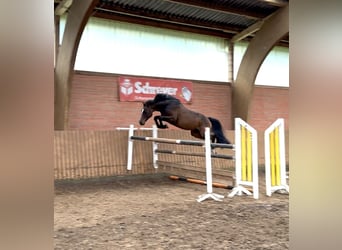 Holsteiner, Merrie, 5 Jaar, 148 cm, Donkerbruin