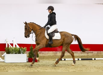 Holsteiner, Merrie, 5 Jaar, 158 cm, Donkere-vos