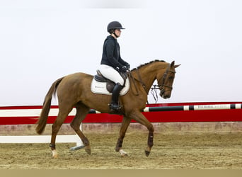 Holsteiner, Merrie, 5 Jaar, 158 cm, Donkere-vos