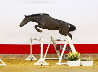 Holsteiner, Merrie, 5 Jaar, 158 cm, Zwartbruin
