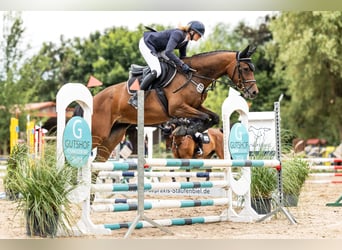 Holsteiner, Merrie, 5 Jaar, 159 cm, Bruin