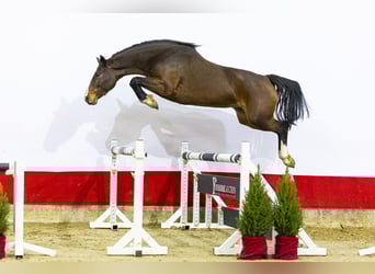 Holsteiner, Merrie, 5 Jaar, 160 cm, Bruin