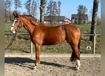 Holsteiner, Merrie, 5 Jaar, 161 cm, Vos