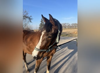 Holsteiner, Merrie, 5 Jaar, 162 cm, Bruin