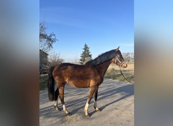 Holsteiner, Merrie, 5 Jaar, 162 cm, Bruin