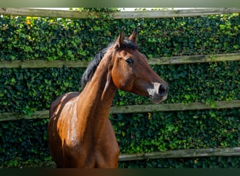 Holsteiner, Merrie, 5 Jaar, 162 cm, Donkerbruin