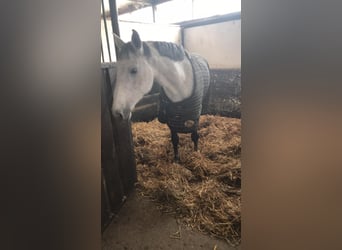 Holsteiner, Merrie, 5 Jaar, 163 cm, Schimmel