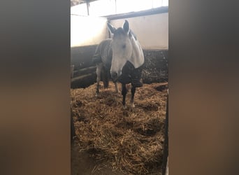Holsteiner, Merrie, 5 Jaar, 163 cm, Schimmel