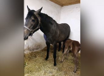 Holsteiner, Merrie, 5 Jaar, 164 cm, Schimmel