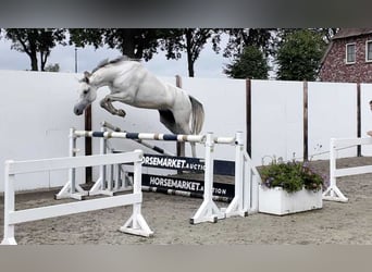 Holsteiner, Merrie, 5 Jaar, 164 cm, Schimmel