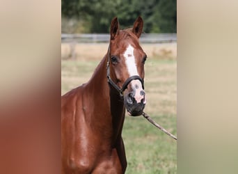 Holsteiner, Merrie, 5 Jaar, 164 cm, Vos
