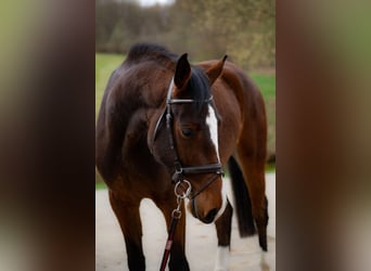 Holsteiner, Merrie, 5 Jaar, 165 cm, Bruin