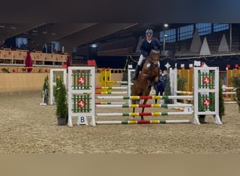 Holsteiner, Merrie, 5 Jaar, 165 cm, Bruin