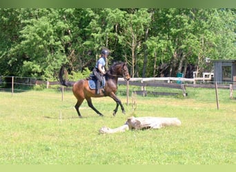 Holsteiner, Merrie, 5 Jaar, 165 cm, Donkerbruin