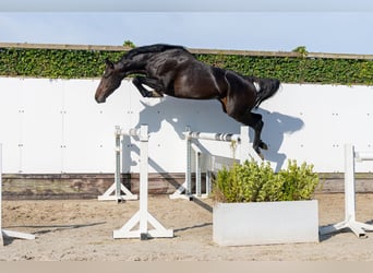 Holsteiner, Merrie, 5 Jaar, 165 cm, Donkerbruin