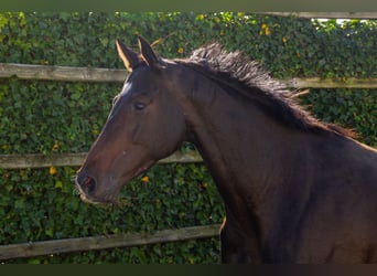Holsteiner, Merrie, 5 Jaar, 165 cm, Donkerbruin