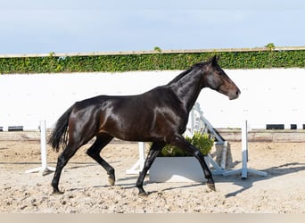 Holsteiner, Merrie, 5 Jaar, 165 cm, Donkerbruin