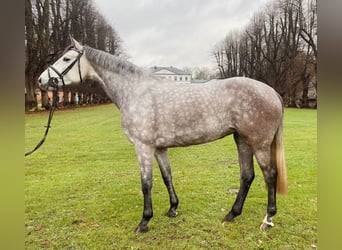 Holsteiner, Merrie, 5 Jaar, 165 cm, Schimmel