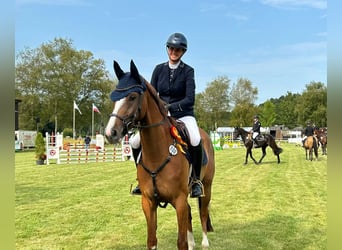 Holsteiner, Merrie, 5 Jaar, 165 cm, Vos