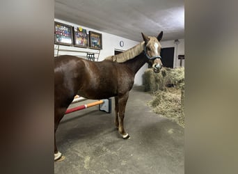 Holsteiner, Merrie, 5 Jaar, 165 cm, Vos