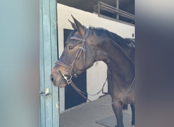 Holsteiner, Merrie, 5 Jaar, 165 cm, Zwartbruin