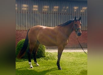 Holsteiner, Merrie, 5 Jaar, 166 cm, Brauner