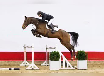 Holsteiner, Merrie, 5 Jaar, 166 cm, Bruin