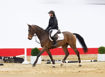 Holsteiner, Merrie, 5 Jaar, 166 cm, Bruin