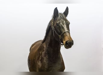 Holsteiner, Merrie, 5 Jaar, 166 cm, Donkerbruin