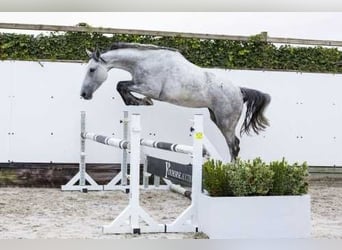 Holsteiner, Merrie, 5 Jaar, 166 cm, kan schimmel zijn