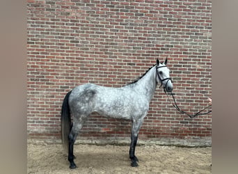 Holsteiner, Merrie, 5 Jaar, 166 cm, Schimmel