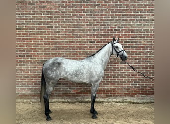 Holsteiner, Merrie, 5 Jaar, 166 cm, Schimmel