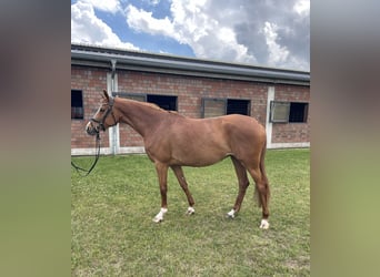 Holsteiner, Merrie, 5 Jaar, 166 cm, Vos