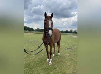 Holsteiner, Merrie, 5 Jaar, 166 cm, Vos
