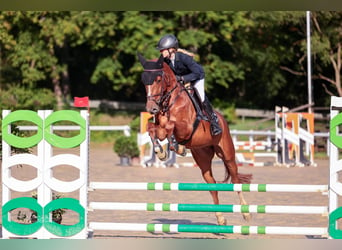 Holsteiner, Merrie, 5 Jaar, 166 cm, Vos