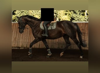 Holsteiner, Merrie, 5 Jaar, 166 cm, Zwartbruin